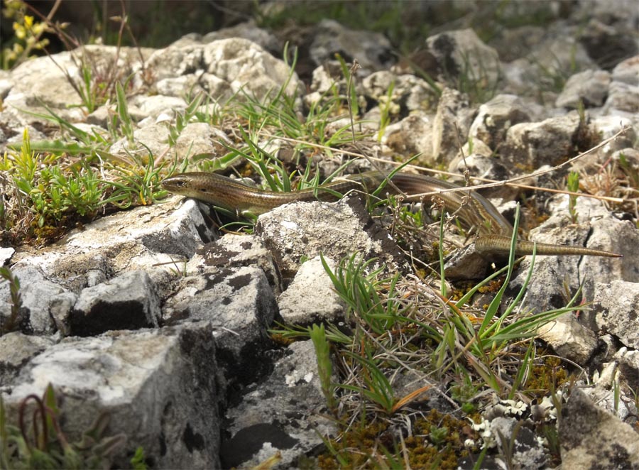 Chalcides chalcides